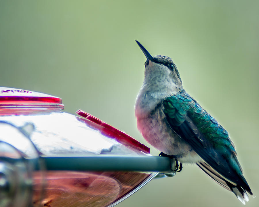 Hummingbird Photograph - Hummingbird by Todd Soderstrom