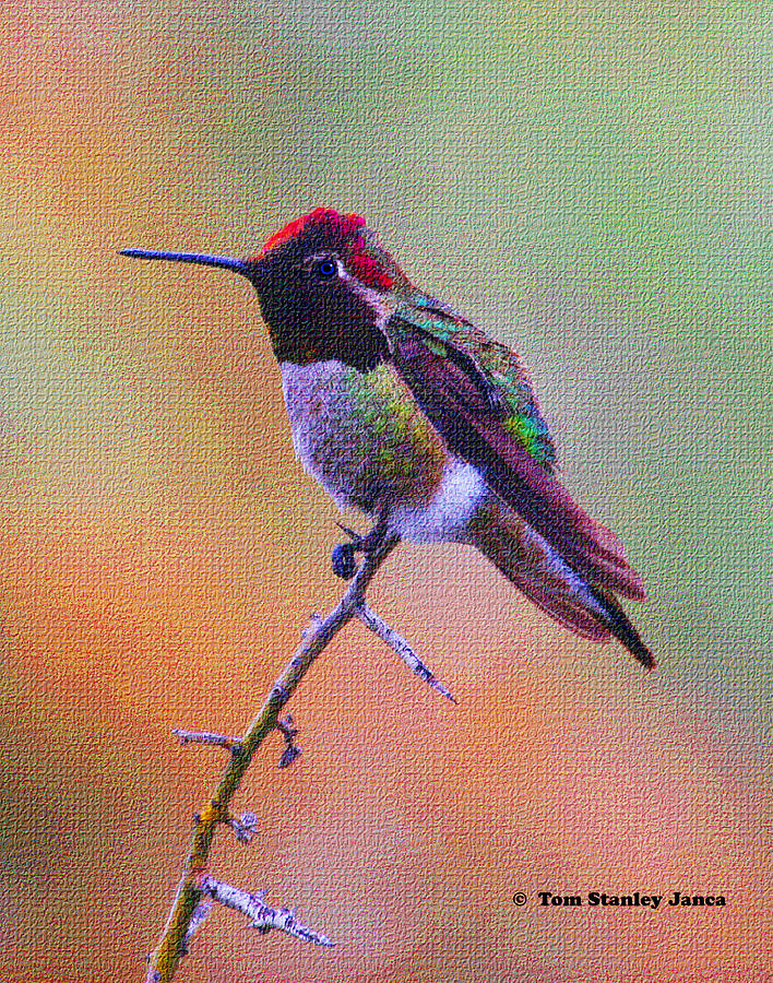 Hummingbird Photograph by Tom Janca