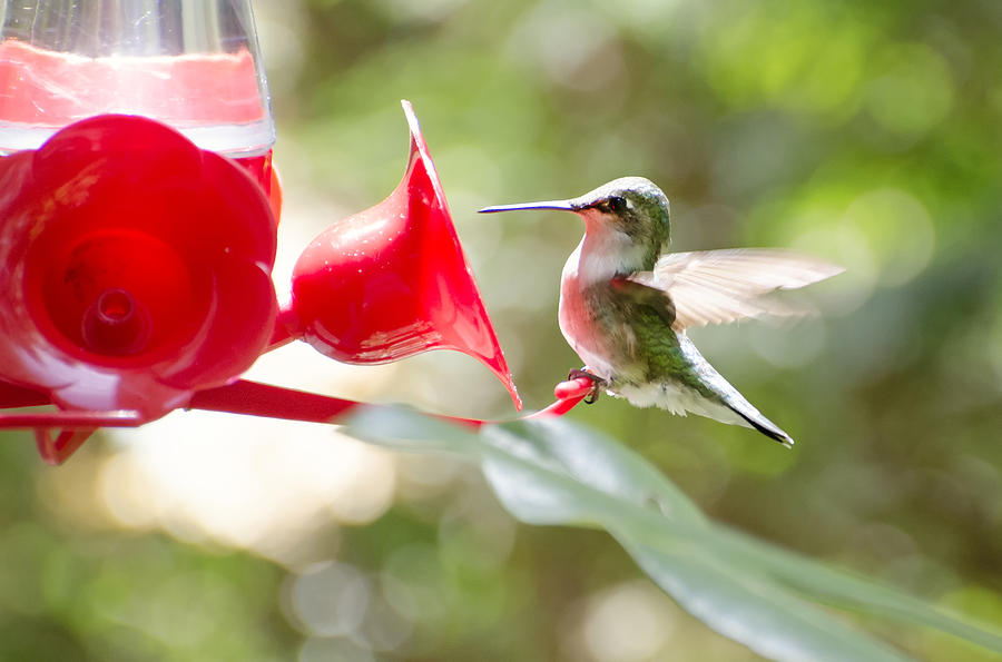 Hummingbird Visit Photograph by Donna Doherty