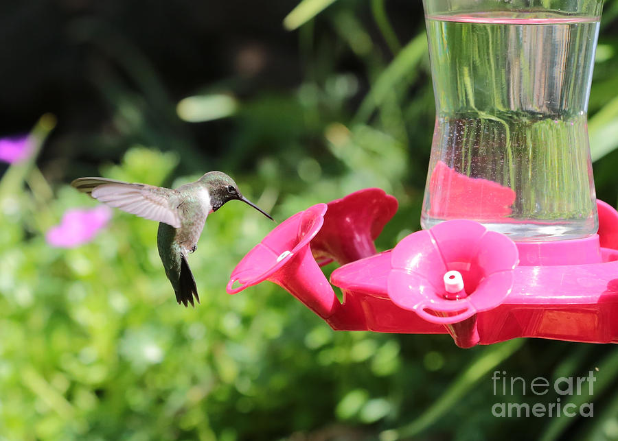 Hummingbird Visitor Photograph by Carol Groenen