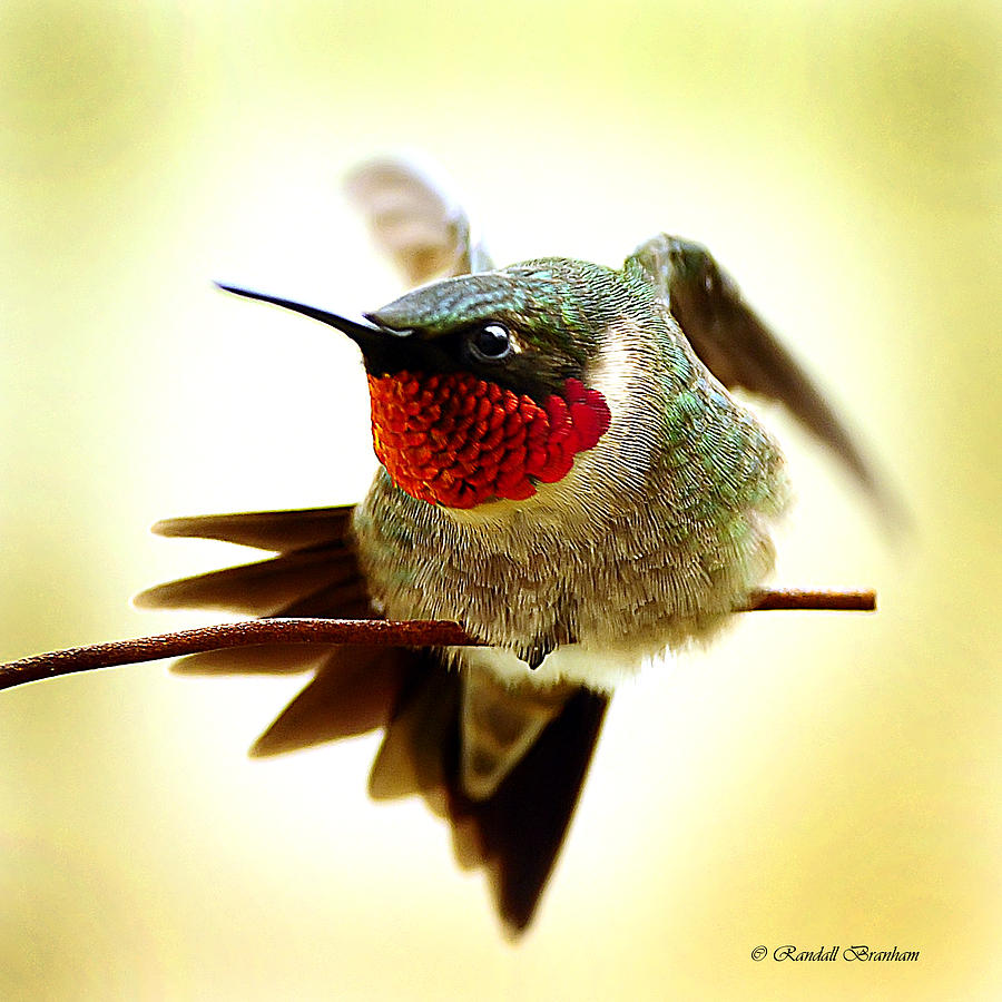 Hummingbird Walking Wire Photograph by Randall Branham
