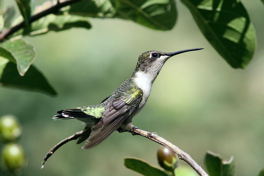 Hummingbird - Wall Hanger Photograph by Travis Truelove