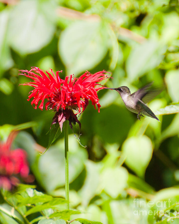 Nature Photograph - Hummingbird by Wayne Valler Nature Photograph - Hummingbird by Wayne Valler