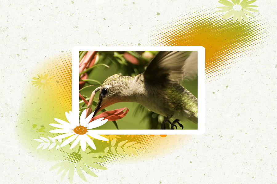 Hummingbird Whimsy Photograph by Melinda Dreyer
