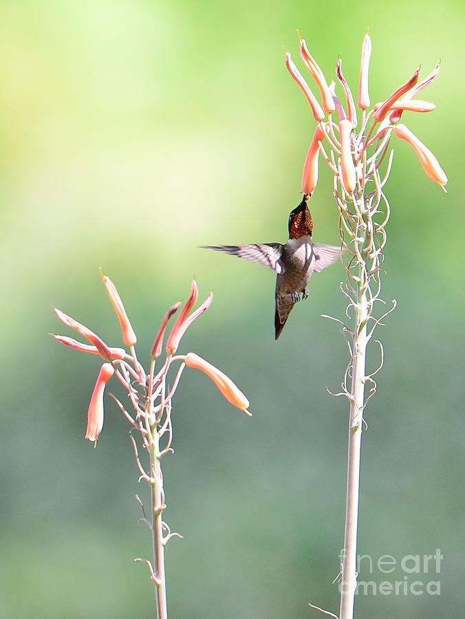 Up Movie Photograph - Hummingbird Wings Up Into Bliss by Wayne Nielsen