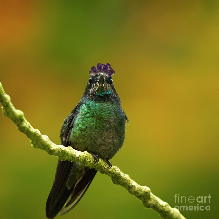 Hummingbird with a lilac Crown Photograph by Heiko Koehrer-Wagner