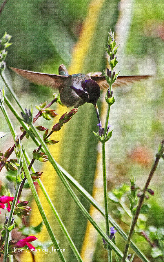 Hummingbird  With Blue Throat Photograph by Tom Janca