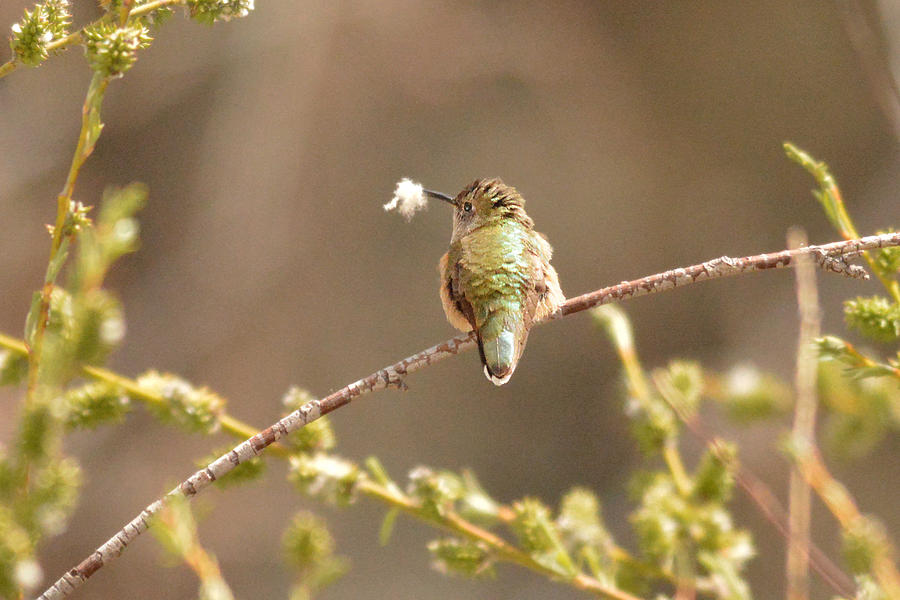 Hummingbird Photograph - Hummingbird with Nesting Material by Alan Lenk