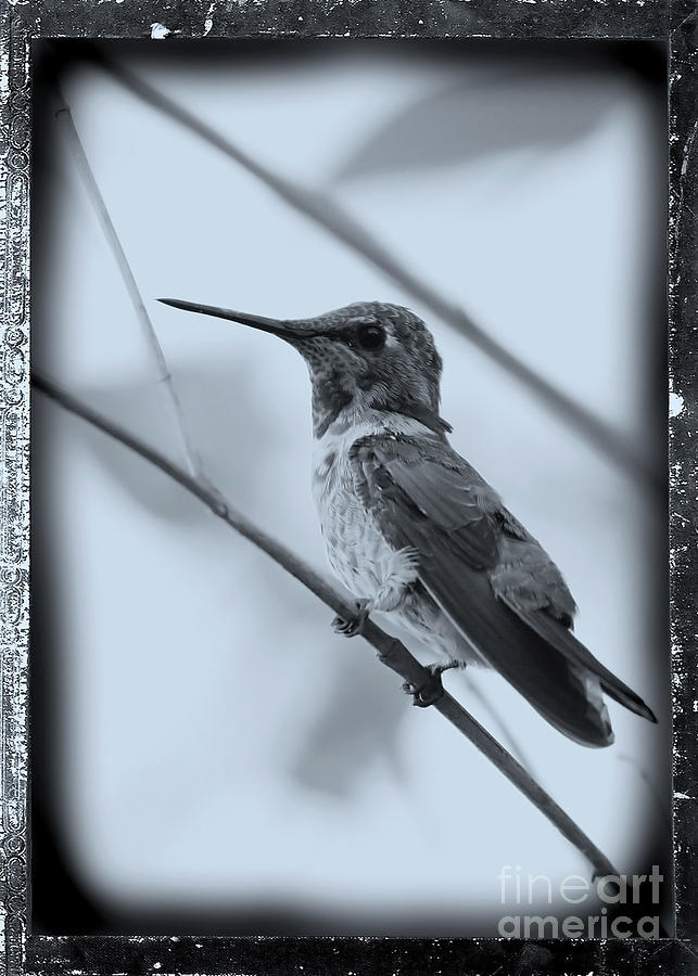 Hummingbird Photograph - Hummingbird with Old-Fashioned Frame 1 by Carol Groenen