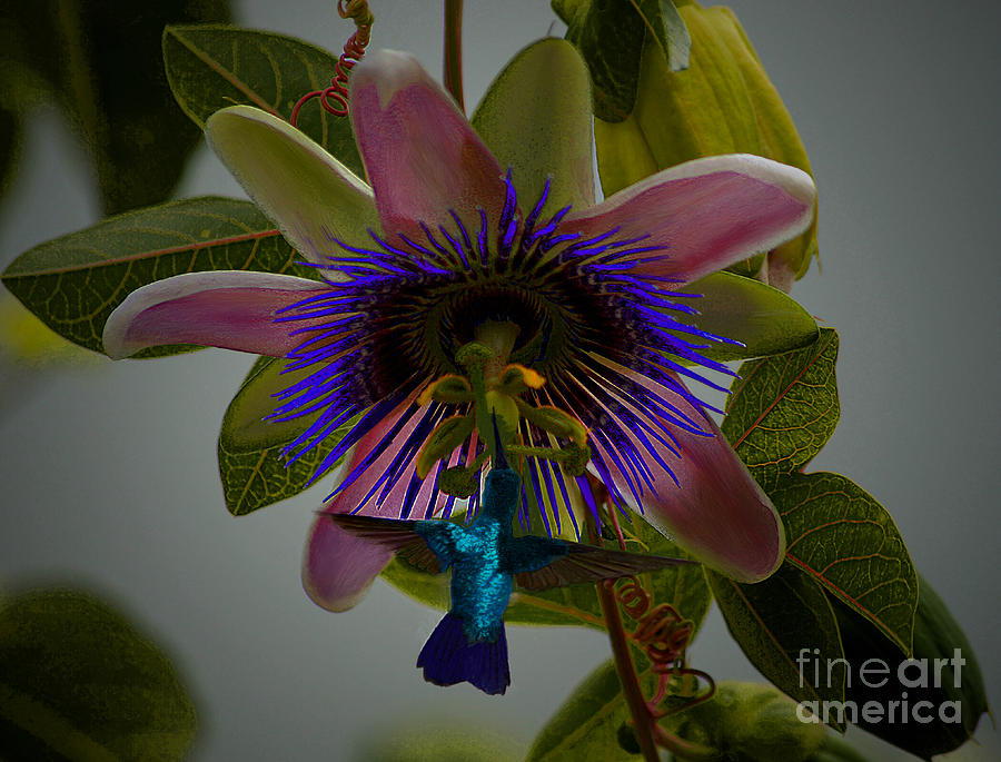 Hummingbird With Passion Photograph