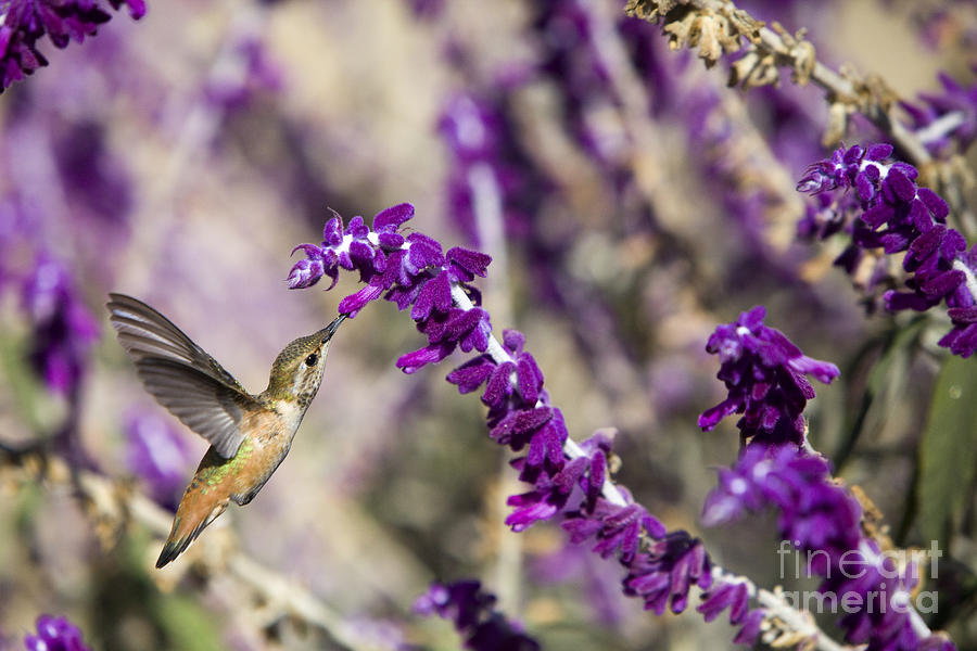 Hummingbird collecting nectar Photograph by David Millenheft