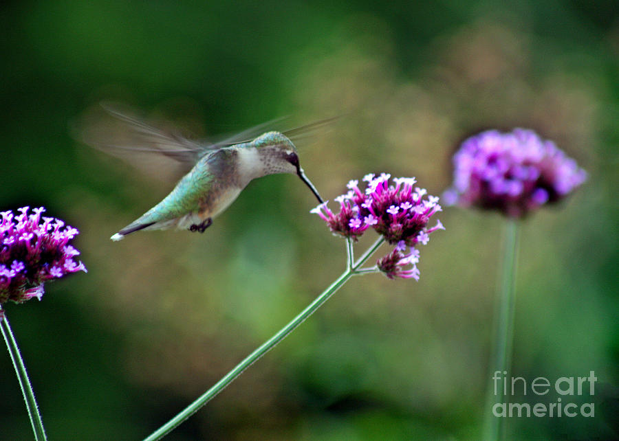 Hummingbird with Purple Verbena Photograph by Karen Adams