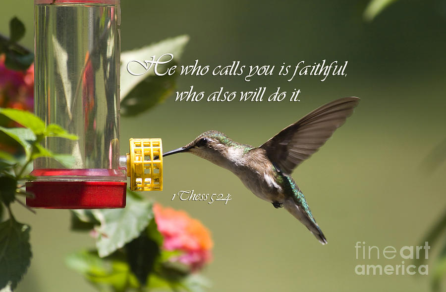 Hummingbird with Scripture Photograph by Jill Lang