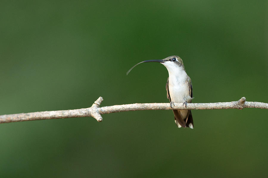 Hummingbird with tongue out Photograph by Jack Nevitt