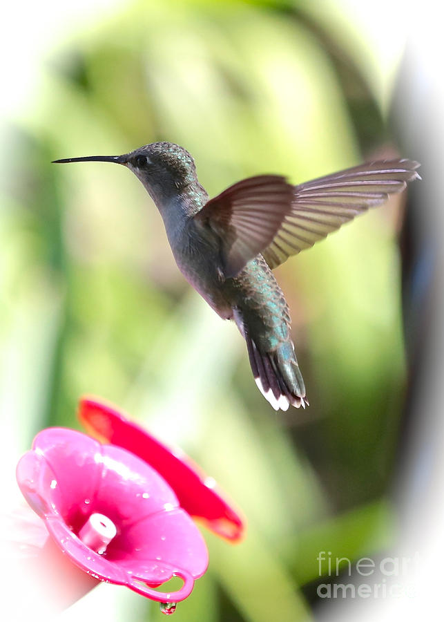 Hummingbird with Vignette Photograph by Carol Groenen