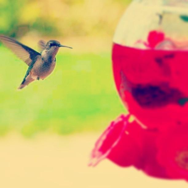Nature Photograph - #hummingbird#feeder#nature#instagood by Vanessa Aguilar 