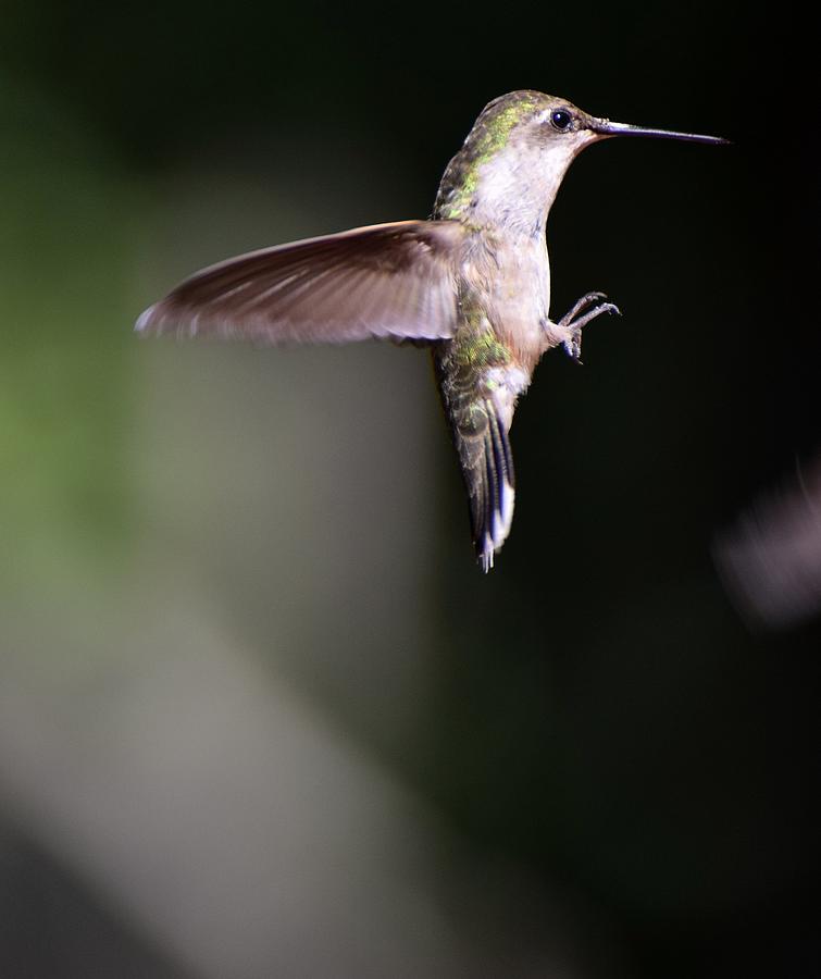 Hummingbirds 498 Photograph
