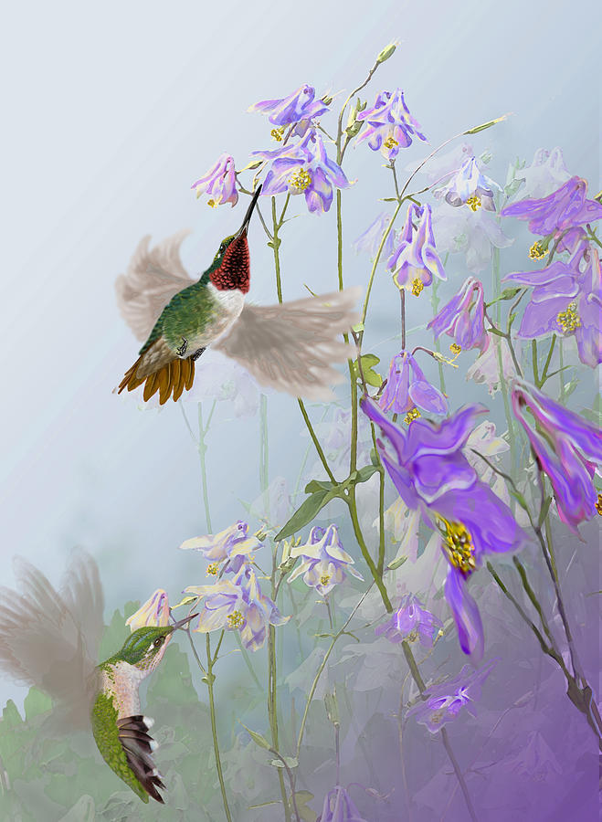 HUMMINGBIRDS and COLUMBINE Digital Art by Jeri Klein - Fine Art America