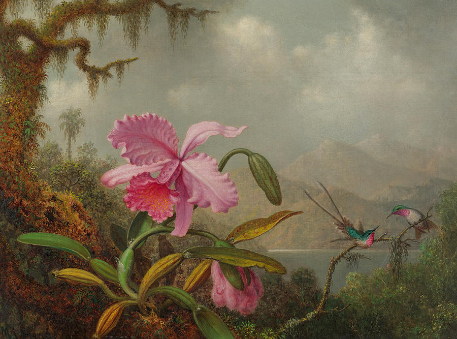 Martin Johnson Heade Painting - Hummingbirds and Orchids by Martin Johnson Heade