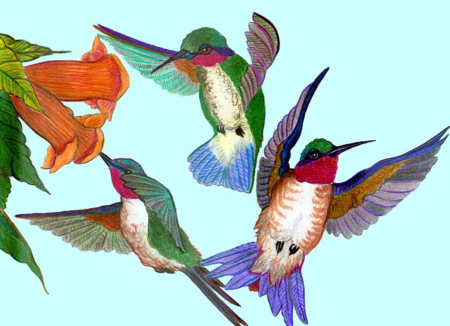 Hummingbirds Drawing by Anthony Seeker