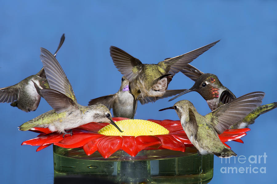 Hummingbird Photograph - Hummingbirds At Feeder by Anthony Mercieca