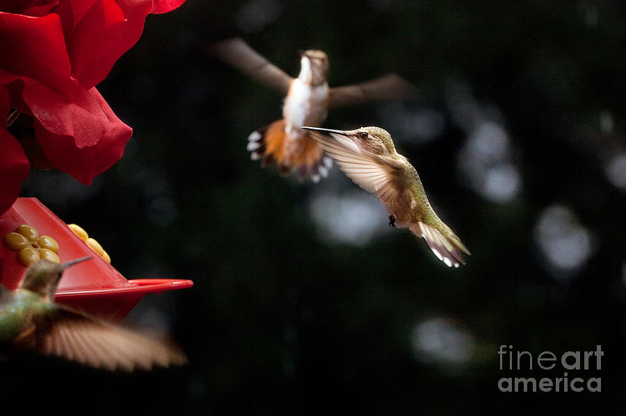 Hummingbirds at Feeder Photograph by Cindy Singleton