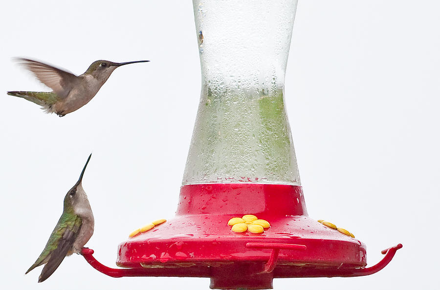 Hummingbirds at Wyalusing State Park in Wisconsin Photograph by Natural Focal Point Photography