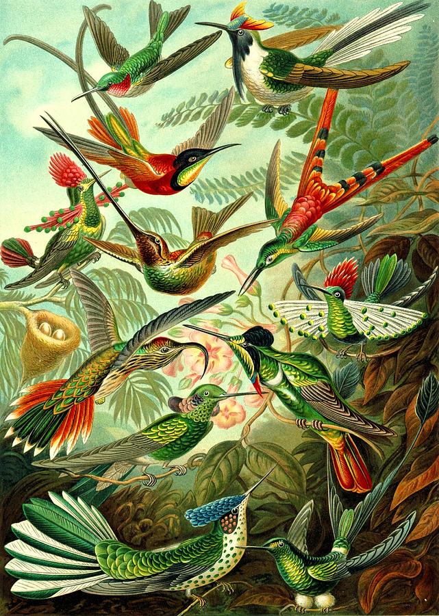 Hummingbirds Birds Trochilidae Haeckel Swifts Digital Art by Movie Poster Prints