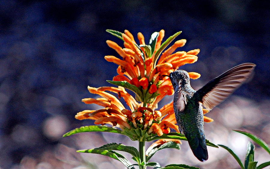 Hummingbirds Delight Photograph by AJ  Schibig
