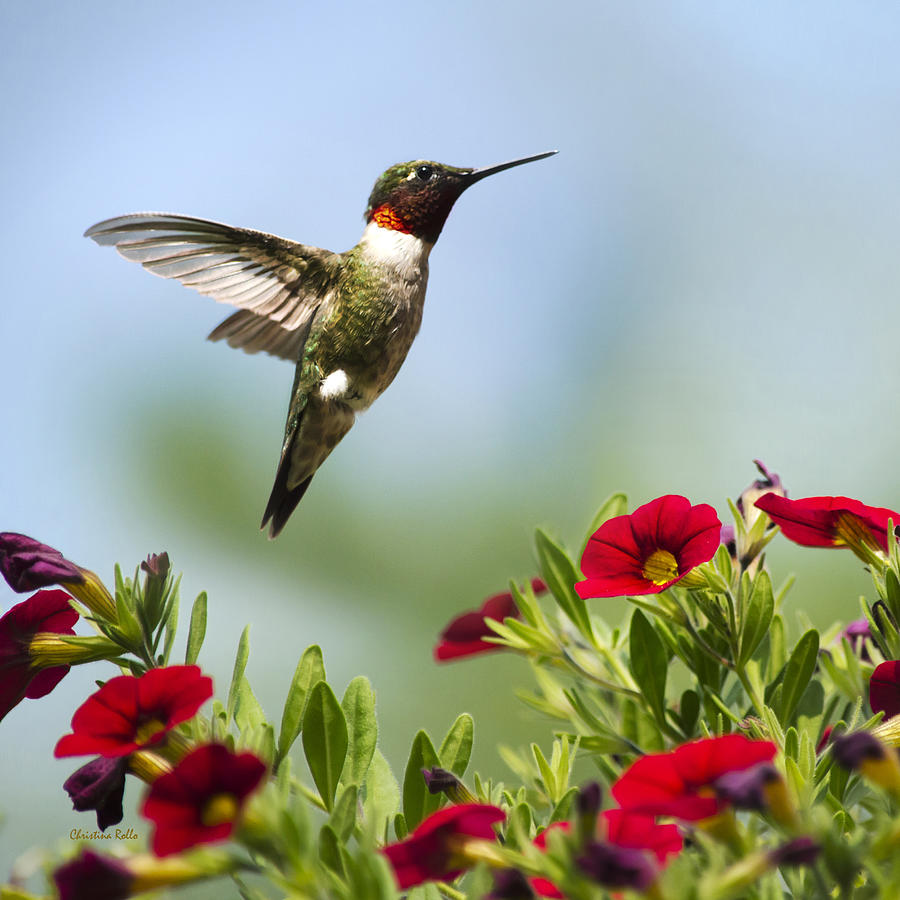Hummingbird Photograph - Hummingbirds Frolic Square by Christina Rollo