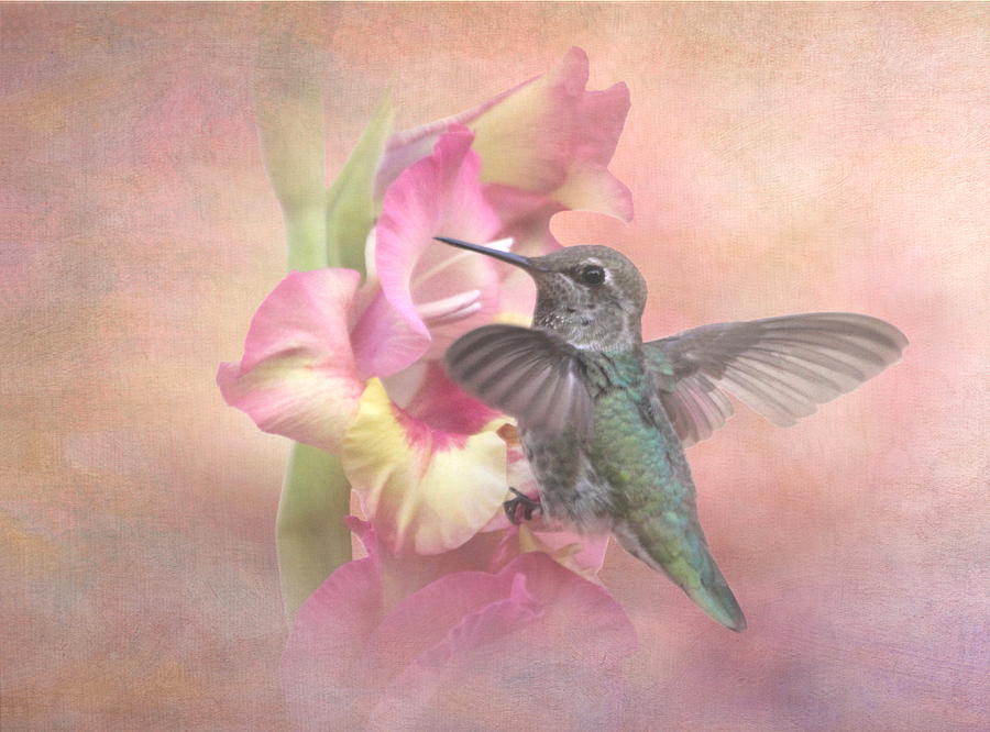 Hummingbirds Gladiola Photograph by Angie Vogel