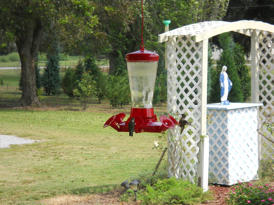Hummingbirds II Photograph by Beth Vincent