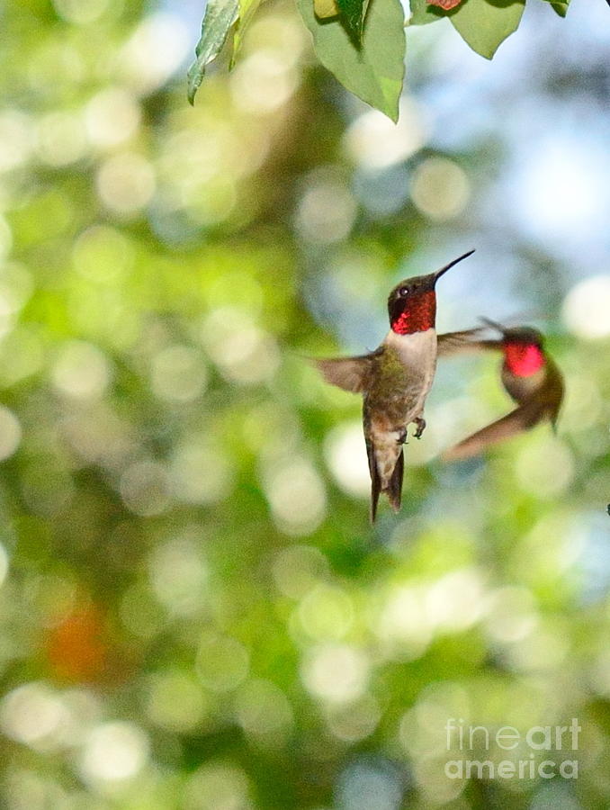 Hummingbird Photograph - Hummingbirds in Fierce Fight of Arial Flight by Wayne Nielsen