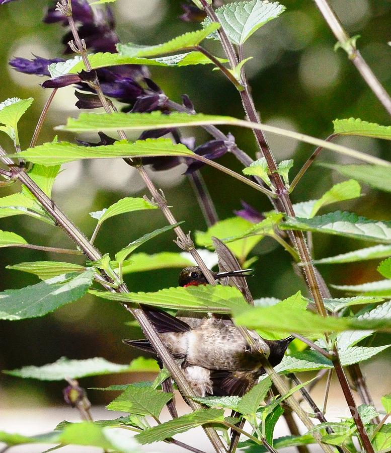 Hummingbird Photograph - Hummingbirds in Final Fighting Down Embrace by Wayne Nielsen