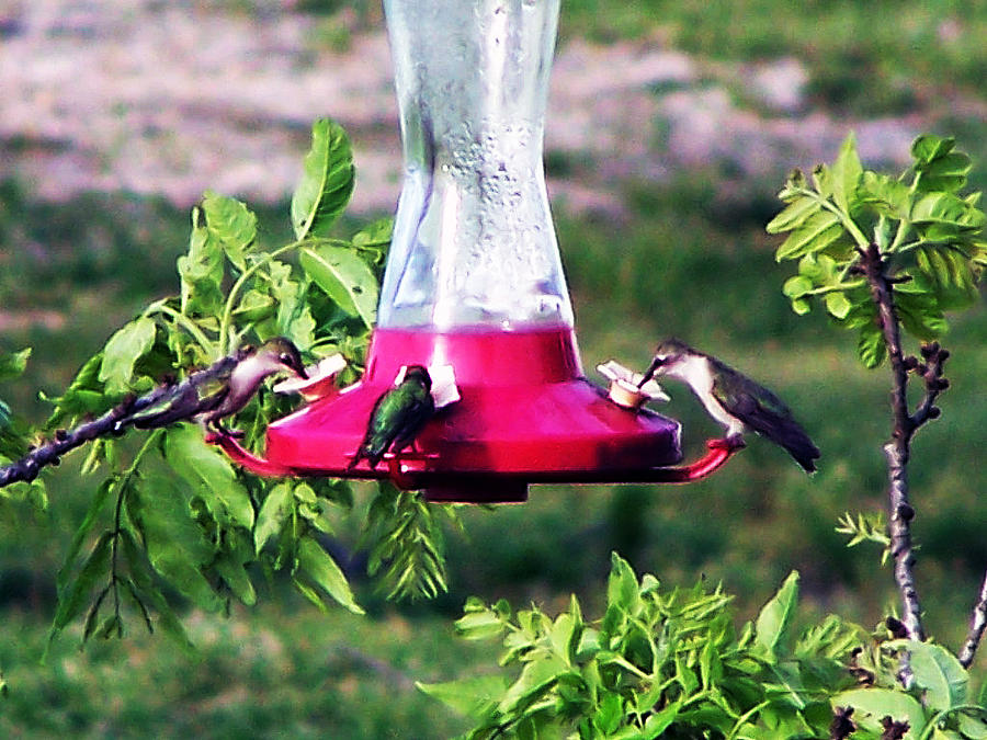 Summer Photograph - Hummingbirds in Harmony by Susan Kortesmaki