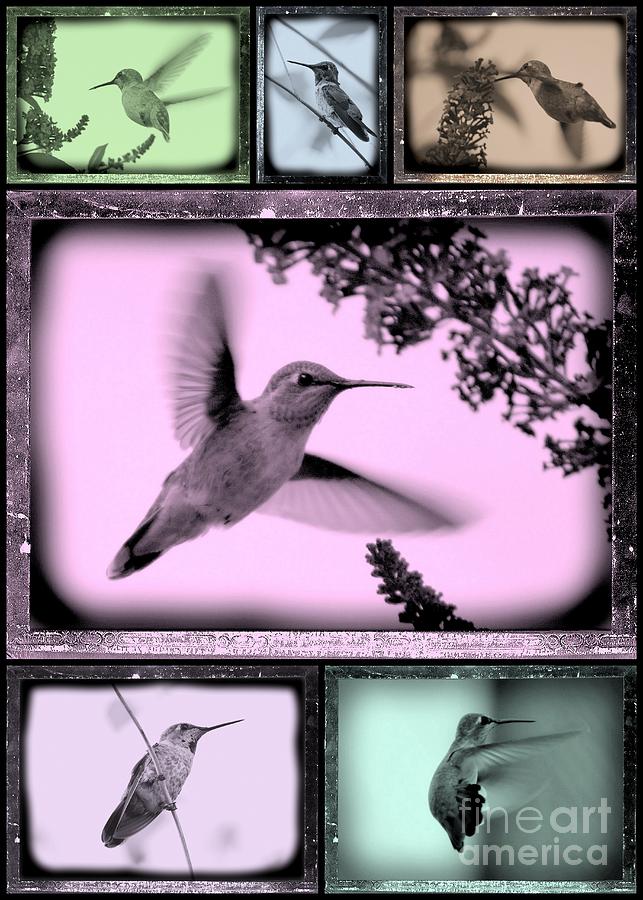 Hummingbirds in Old Frames Collage Photograph by Carol Groenen