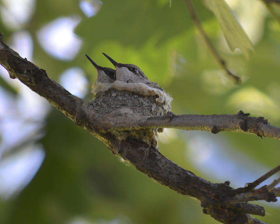 Hummingbirds in the Nest Photograph by Forest Floor Photography
