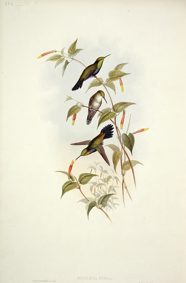 Hummingbirds Photograph by Natural History Museum, London/science Photo Library
