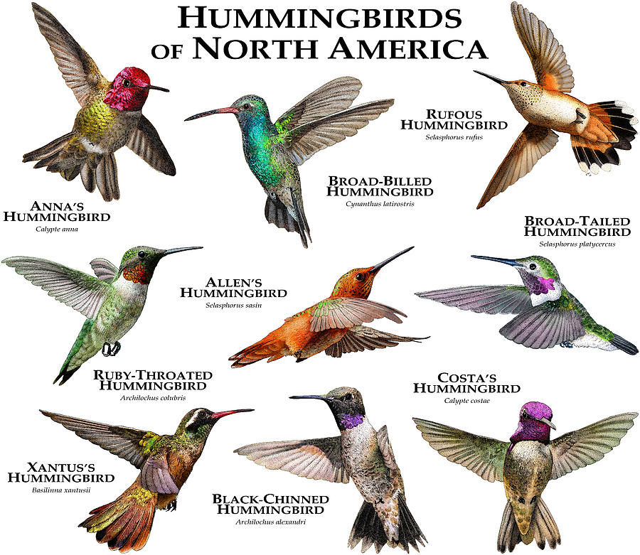 Wildlife Photograph - Hummingbirds Of North America by Roger Hall