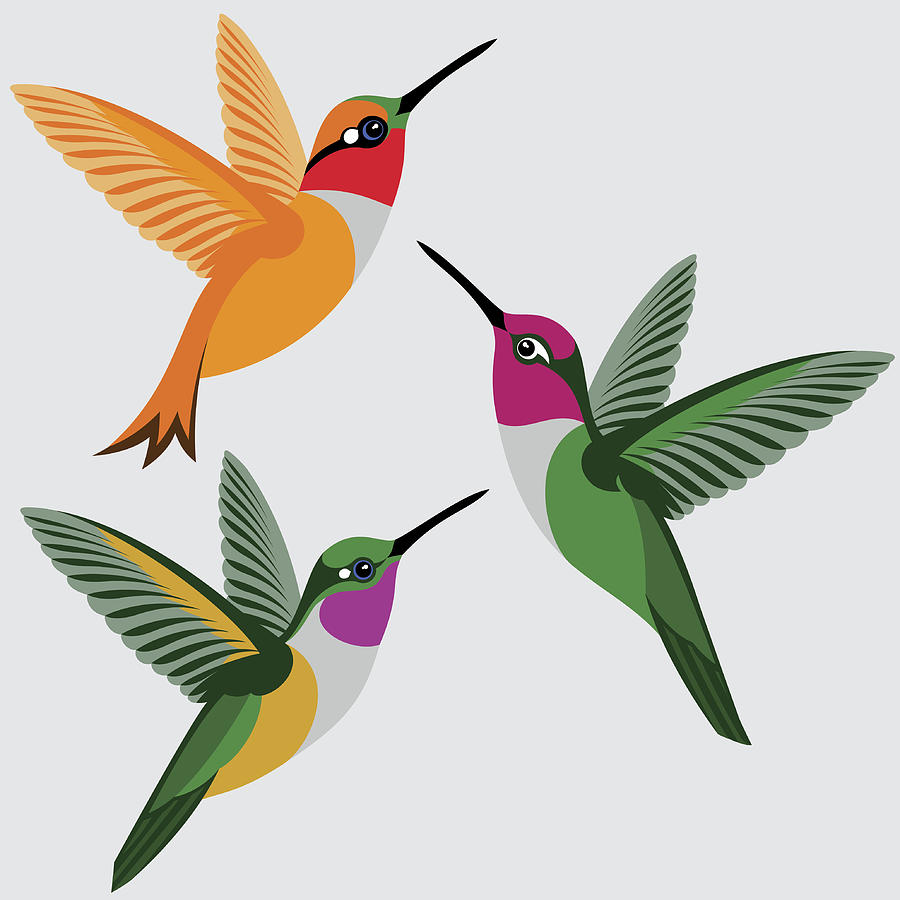 Hummingbirds Set - Rufous Hummingbird, Annas Hummingbird, Bahama Woodstar Hummingbird Drawing by Chuvipro