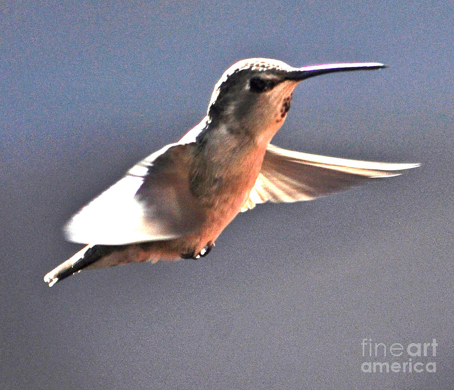 Humminigbird Annas In Flight Photograph by Jay Milo