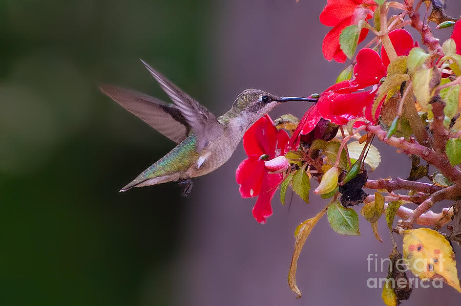 Hummingbird Photograph - Hummy Feeding on Flower by Photos By  Cassandra