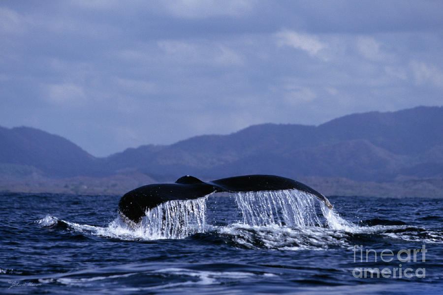 Hump backed whale tail with cascading water Photograph by John Harmon