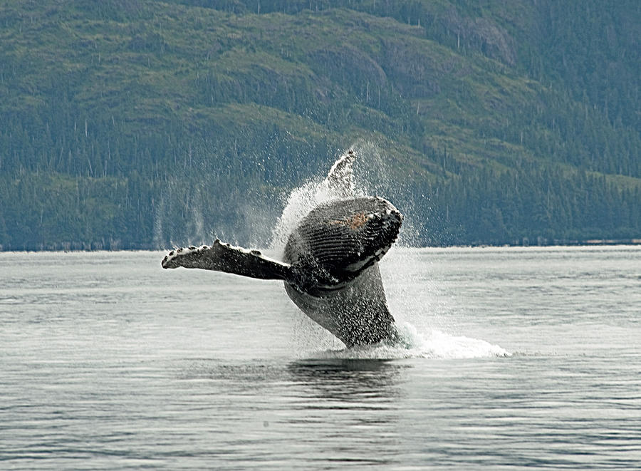 Humpback 2 Photograph By Clint Pickarsky - Fine Art America