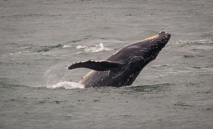 Humpback Whale Breaching Photograph by Janis Knight