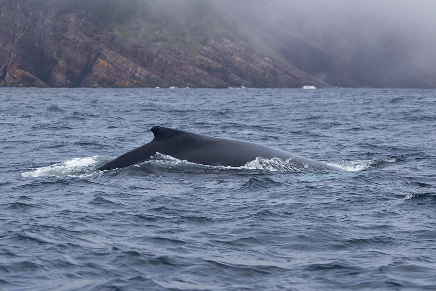 Humpback Dorsal Fin 1 Photograph by Patsy Zedar - Pixels