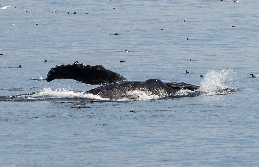 humpback Feeding 3 Photograph by Mark Little