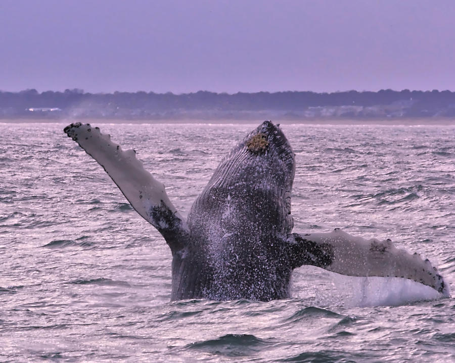 Animal Photograph - Humpback Flip by Pete Federico Animal Photograph - Humpback Flip by Pete Federico