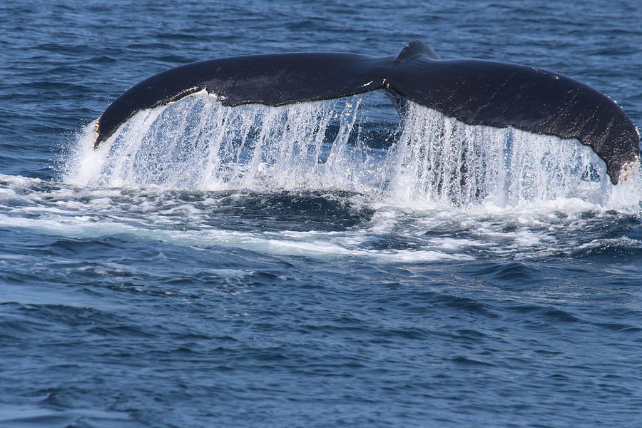 Humpback Fluke Photograph by Bill Zajac - Fine Art America