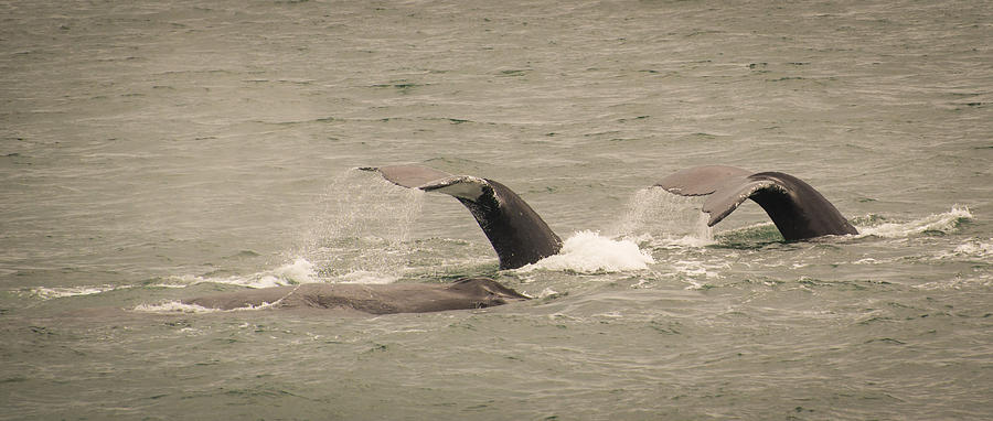 Humpback Flukes Photograph by Janis Knight